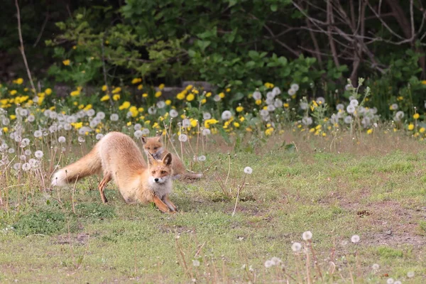 Ezo Red Fox Mit Jungen Hokkaido Japan — Stockfoto