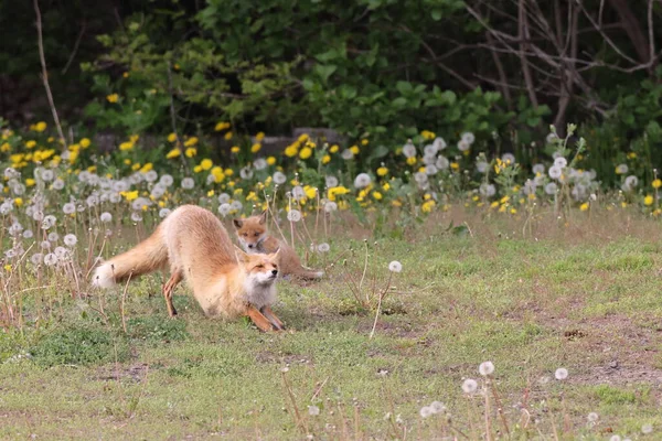 Ezo Red Fox Дитинчатами Хоккайдо Японія — стокове фото