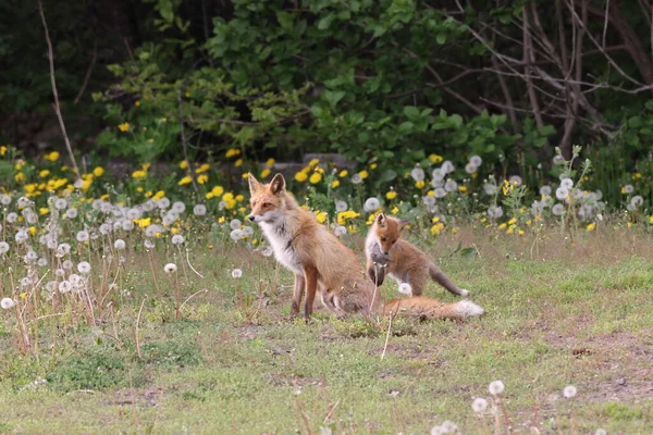 Yavrularıyla Ezo Red Fox Hokkaido Japonya — Stok fotoğraf