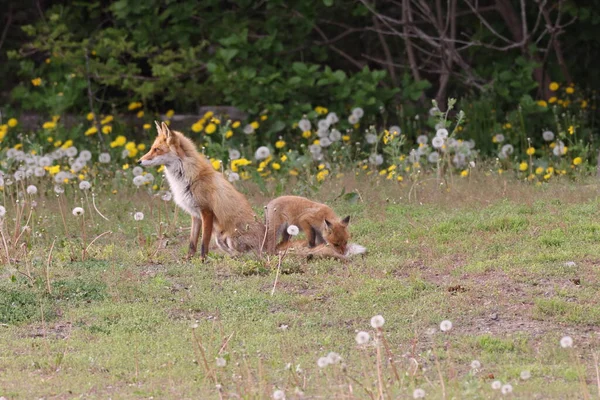 Ezo Red Fox Cubs Hokkaido Japan — Stock Photo, Image