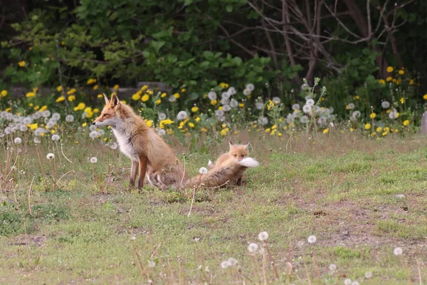 Ezo Red Fox Kölykökkel Hokkaido Japán — Stock Fotó