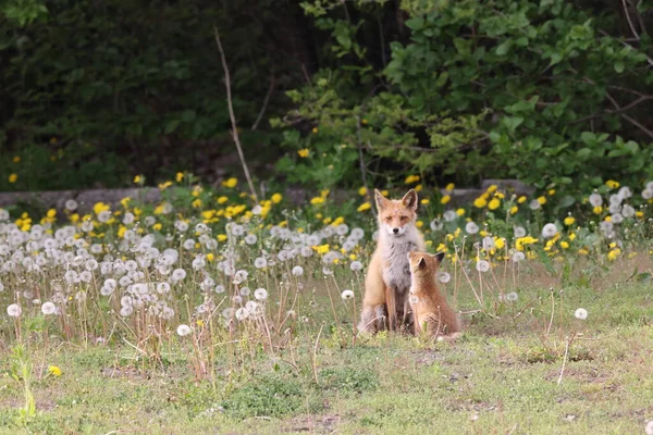 Ezo Red Fox Детенышами Hokkaido Япония — стоковое фото