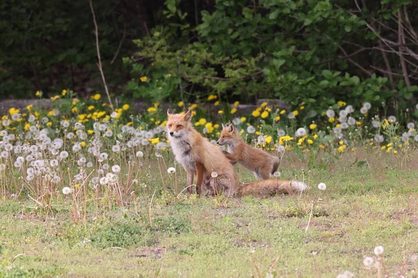 Ezo Red Fox Com Filhotes Hokkaido Japão — Fotografia de Stock