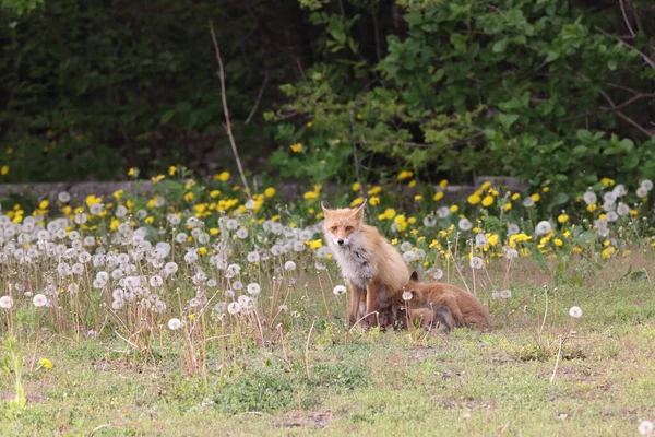 Ezo Red Fox Młode Hokkaido Japonia — Zdjęcie stockowe