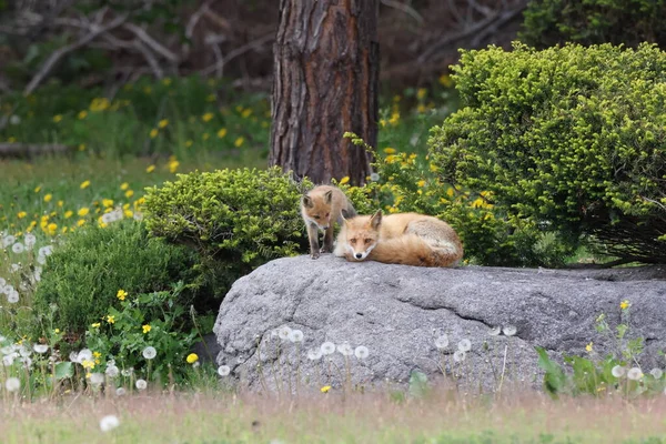 Ezo Red Fox Детенышами Hokkaido Япония — стоковое фото