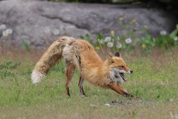 Ezo Red Fox Com Filhotes Hokkaido Japão — Fotografia de Stock