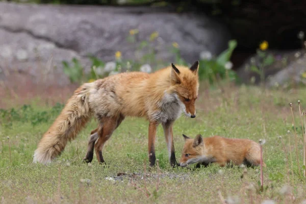 Ezo Red Fox Kölykökkel Hokkaido Japán — Stock Fotó