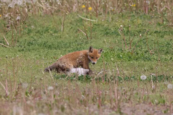 Ezo Red Fox Con Cuccioli Hokkaido Giappone — Foto Stock
