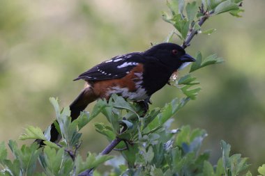  Spotted Towhee (Pipilo maculatus) Vancouver Island, British Columbia, Canada  clipart