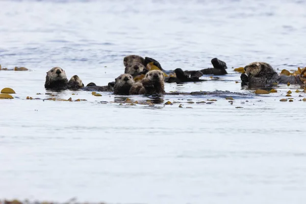 Sea Otter Enhydra Lutris Isla Vancouver Columbia Británica Canadá —  Fotos de Stock