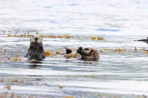 Sea Otter Enhydra Lutris Isla Vancouver Columbia Británica Canadá — Foto de Stock