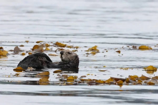 Sea Otter Enhydra Lutris Ванкувер Британская Колумбия Канада — стоковое фото