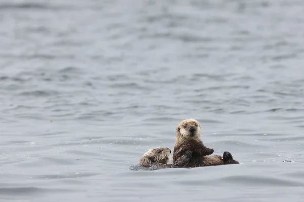 Sea Otter Enhydra Lutris Vancouver Island Brits Columbia Canada — Stockfoto