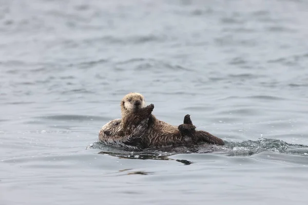 Sea Otter Enhydra Lutris Isla Vancouver Columbia Británica Canadá — Foto de Stock