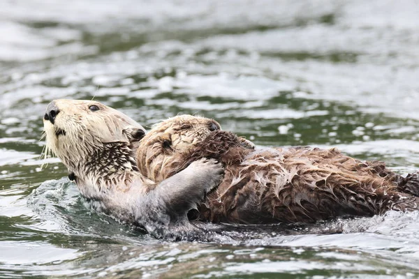 Sea Otter Enhydra Lutris Vancouver Island British Columbia Canada — Stock Photo, Image