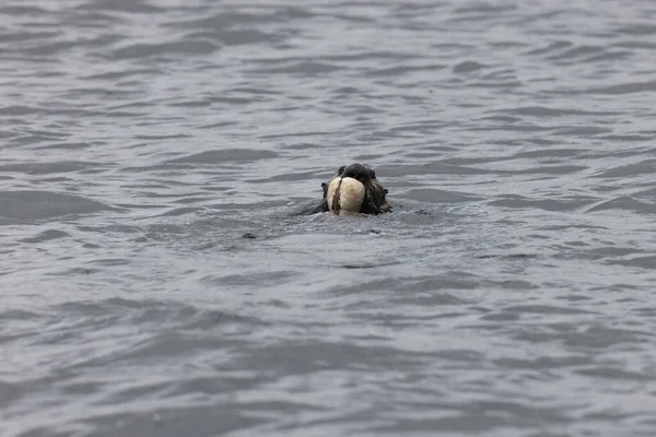 Sea Otter Enhydra Lutris Ракушкой Остров Ванкувер Британская Колумбия Канада — стоковое фото