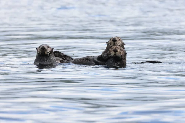 Sea Otter Enhydra Lutris Vancouver Island British Columbia Canadá — Fotografia de Stock