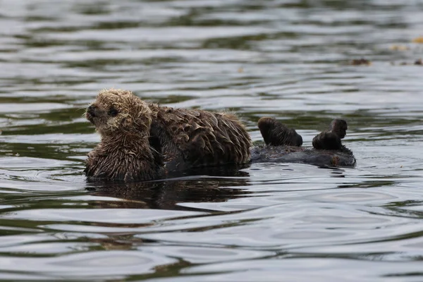 Sea Otter Enhydra Lutris Isla Vancouver Columbia Británica Canadá —  Fotos de Stock