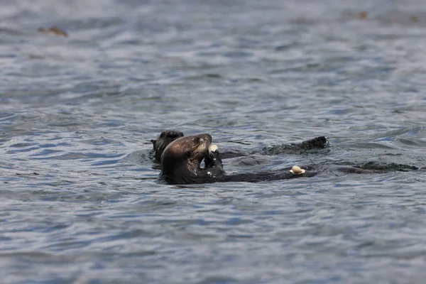 Sea Otter Enhydra Lutris Ванкувер Британська Колумбія Канада — стокове фото