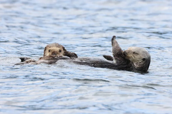 Sea Otter Enhydra Lutris Vancouver Island British Columbia Canadá — Fotografia de Stock