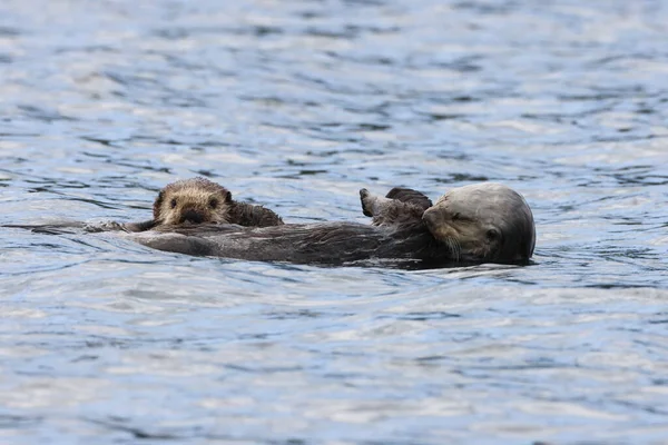 Otter Enhydra Lutris Isola Vancouver Columbia Britannica Canada — Foto Stock