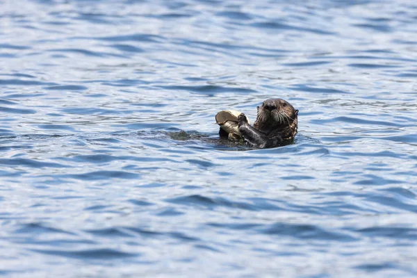 Sea Otter Enhydra Lutris Met Schelp Vancouver Island British Columbia — Stockfoto