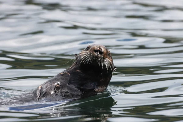 Sea Otter (Enhydra lutris) Vancouver Island, British Columbia, Canada