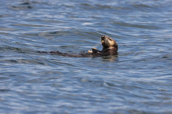 Sea Otter Enhydra Lutris Shell Vancouver Island British Columbia Canada — Stock Photo, Image