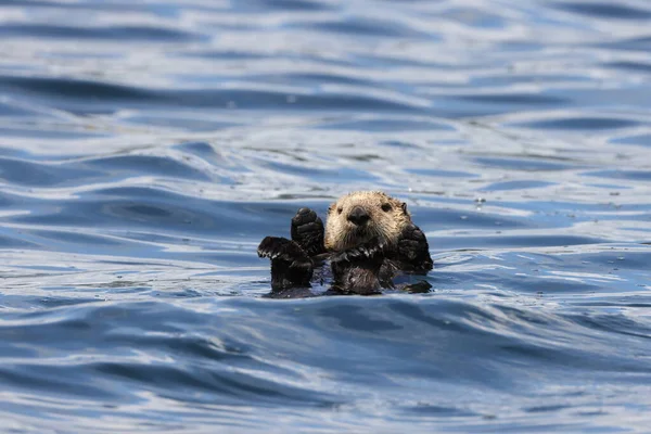 Sea Otter Enhydra Lutris Vancouver Island Brits Columbia Canada — Stockfoto