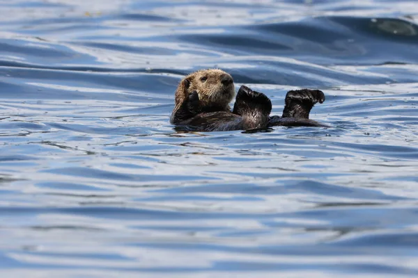 Sea Otter 에히드라 루트리스 밴쿠버 아일랜드 브리티시컬럼비아 캐나다 — 스톡 사진