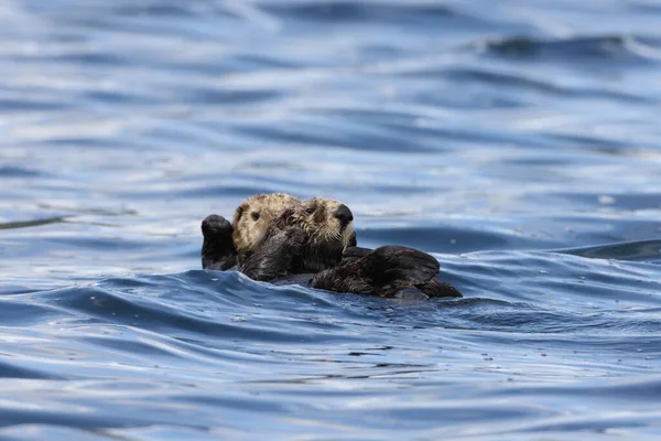 Sea Otter Enhydra Lutris Vancouver Island British Columbia Canada — Stock Photo, Image