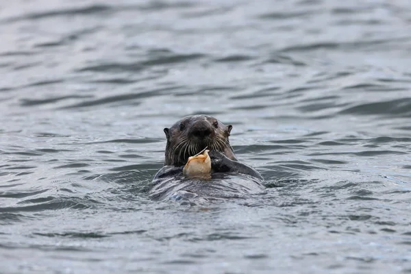 Sea Otter (Enhydra lutris ) with shell Vancouver Island, British Columbia, Canada