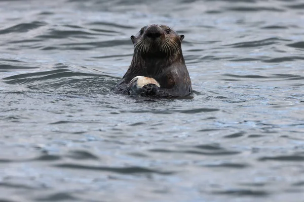 Sea Otter Enhydra Lutris Снарядами Ванкувер Британська Колумбія Канада — стокове фото