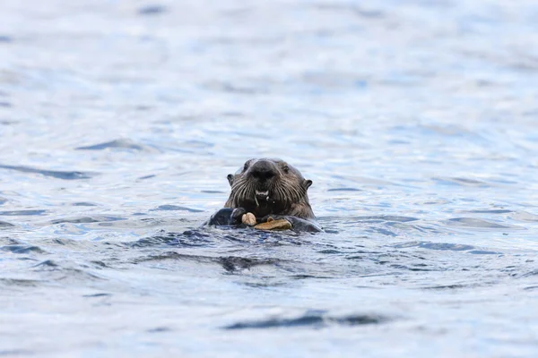 Sea Otter Enhydra Lutris Ракушкой Остров Ванкувер Британская Колумбия Канада — стоковое фото