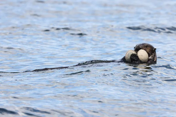 Sea Otter Enhydra Lutris Met Schelp Vancouver Island British Columbia — Stockfoto