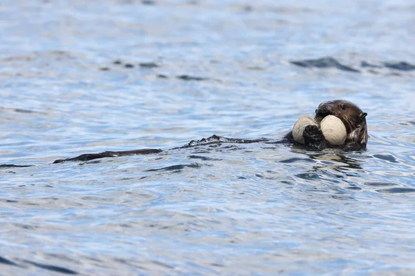 Otter Mare Enhydra Lutris Con Guscio Vancouver Island Columbia Britannica — Foto Stock