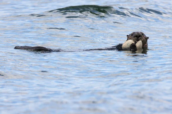 Otter Mare Enhydra Lutris Con Guscio Vancouver Island Columbia Britannica — Foto Stock