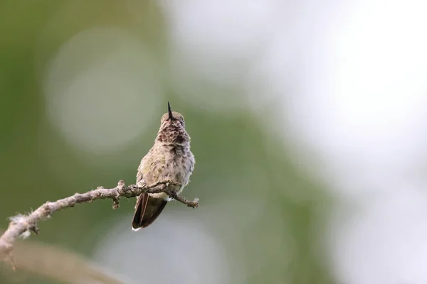 Annas Hummingbird Vancouver Island British Columbia Kanada — Stockfoto