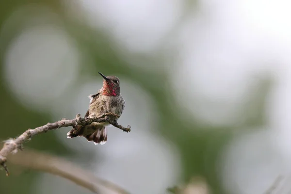 Annas Hummingbird Vancouver Island British Columbia Canada — Stock Photo, Image