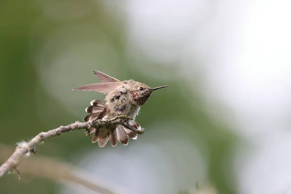 Annas Hummingbird Острів Ванкувер Британська Колумбія Канада — стокове фото