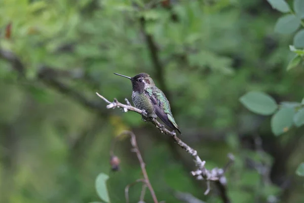 Annas Hummingbird Vancouver Adası British Columbia Kanada — Stok fotoğraf