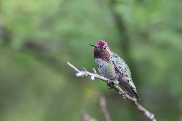 Annas Hummingbird Vancouver Island British Columbia Canadá — Fotografia de Stock