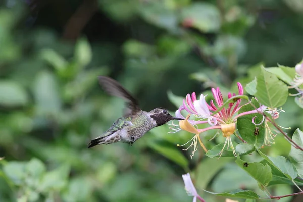Annas Hummingbird Vancouver Island British Columbia Canada – stockfoto