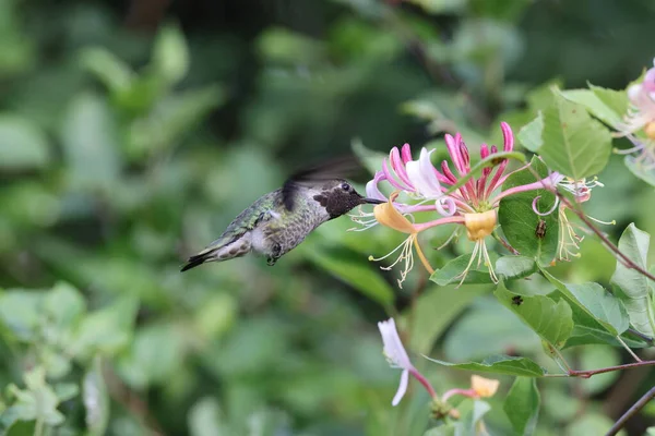 Annas Hummingbird Vancouver Island Βρετανική Κολομβία Καναδάς — Φωτογραφία Αρχείου