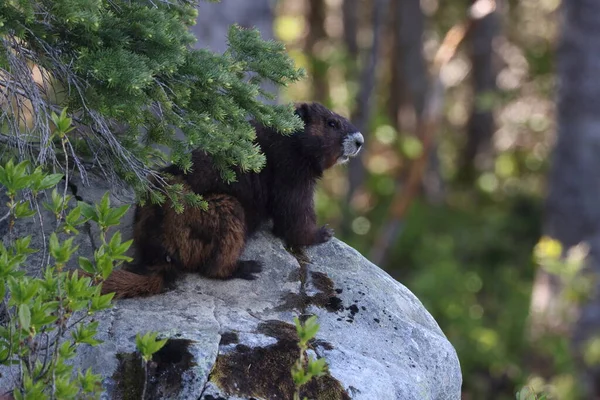 Vancouver Island Marmot(Marmota vancouverensis) Mount Washington, Vancouver Island, BC, Canada