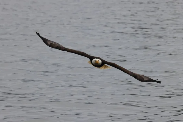Aquila Calva Vancouver Island Canada — Foto Stock