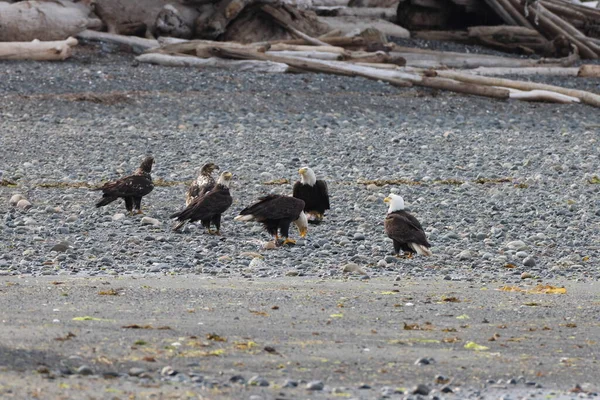 Águila Calva Vancouver Island Canada — Foto de Stock