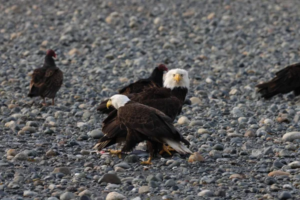Kald Eagle Vancouver Island Canada — Stockfoto
