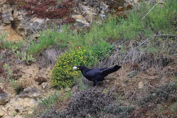 Kruk Zwyczajny Corvus Corax Pojmanym Jajem Baden Wuerttemberg Niemcy — Zdjęcie stockowe