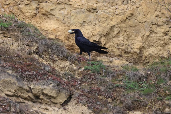 Havran Obecný Corvus Corax Zajatým Vejcem Baden Wuerttemberg Německo — Stock fotografie